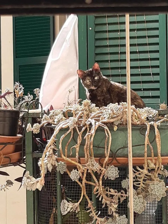 Hotel Guesthouse Massena Genua